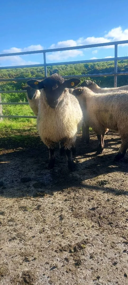 Ewe lambs - Image 3