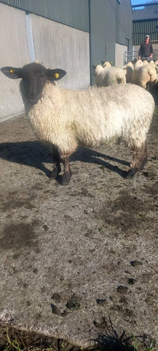 Ewe lambs - Image 4