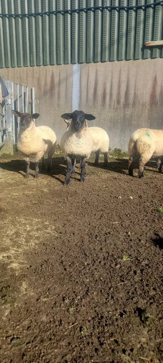 Ewe lambs - Image 1
