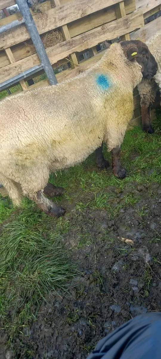 Ram lamb - Image 1