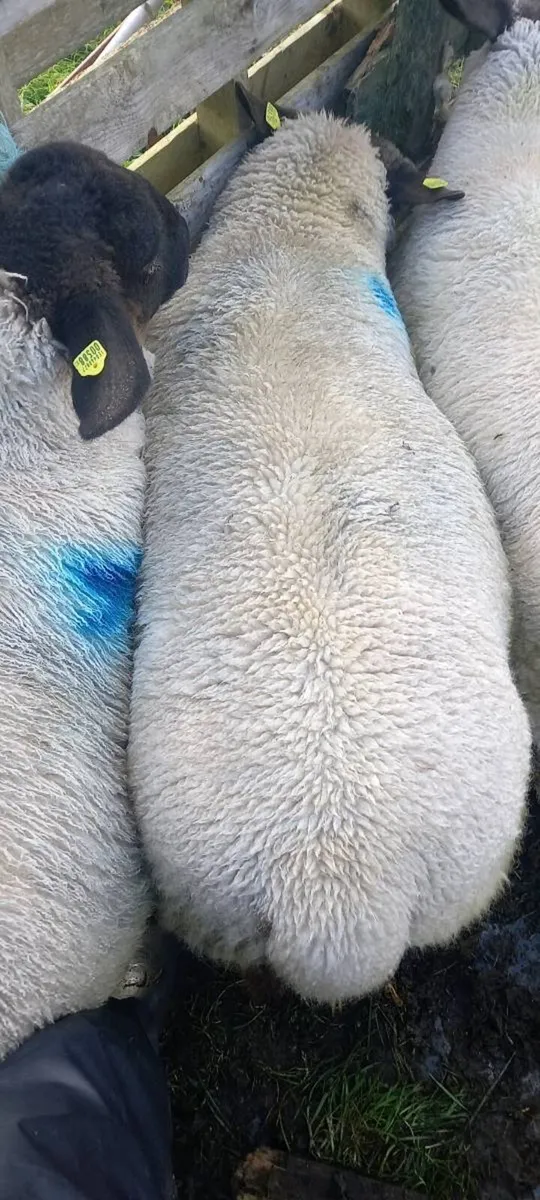 Ram lamb - Image 2