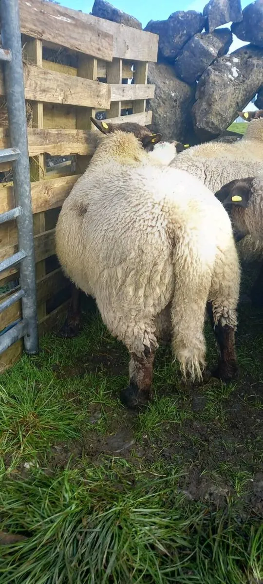 Ram lamb - Image 3