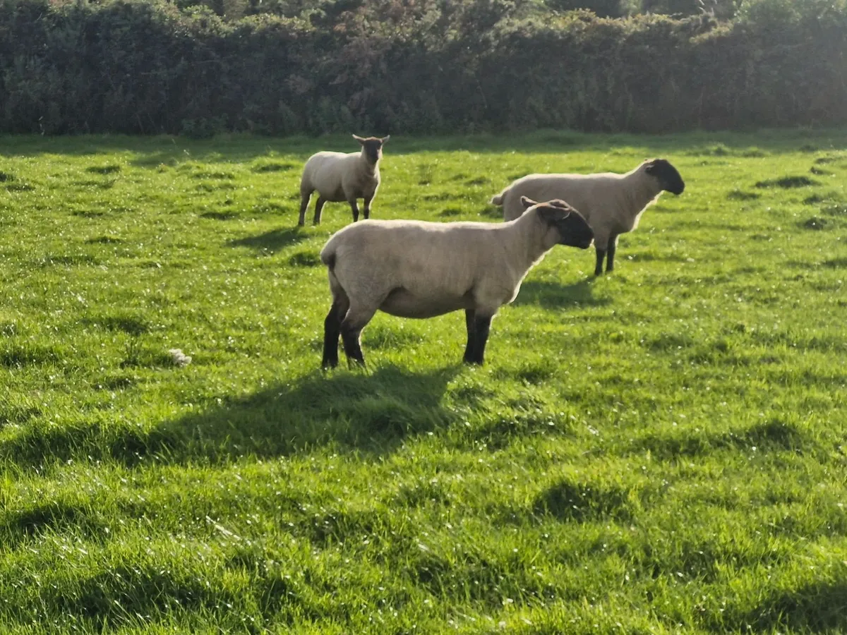 Ewes inlamb - Image 2