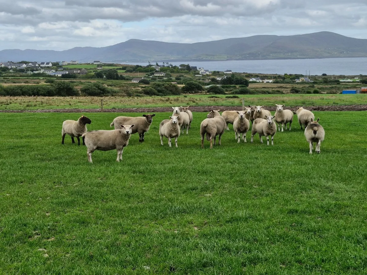 Ewes inlamb - Image 1