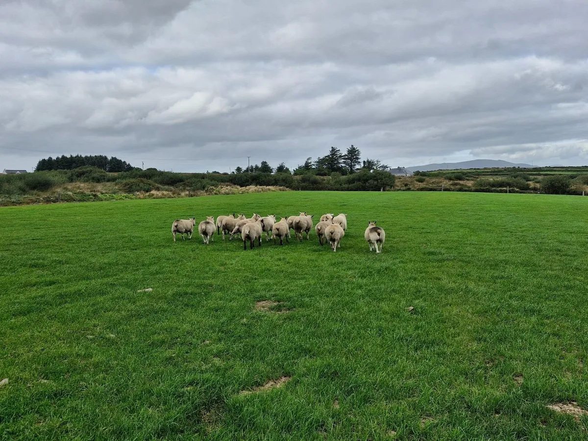 Ewes inlamb - Image 3