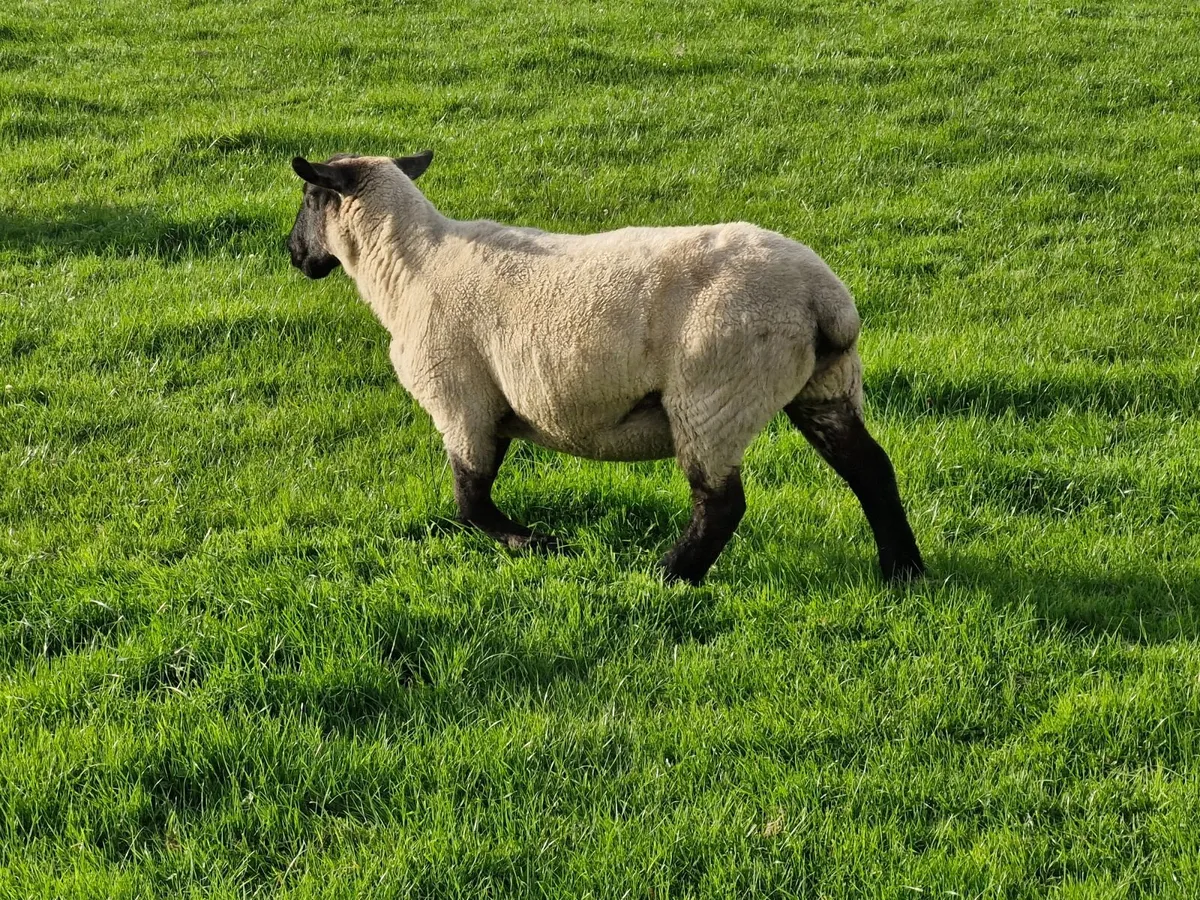 Ewes inlamb - Image 4