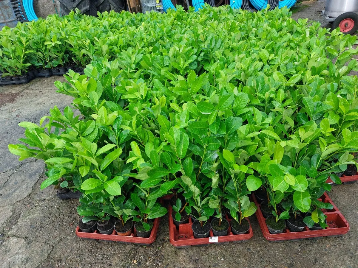 Laurel Hedging - Image 4