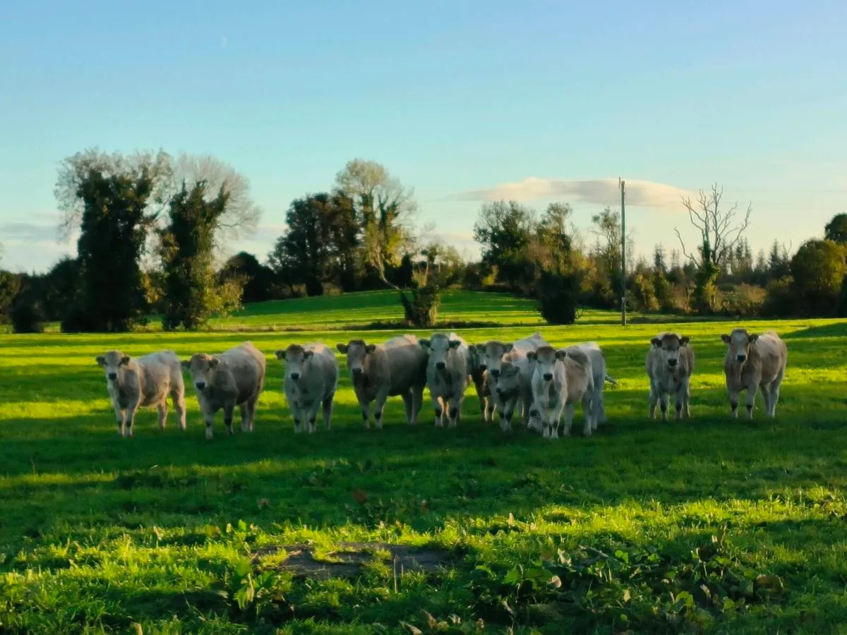 11 x Weanling Charolais Heifere - Image 1