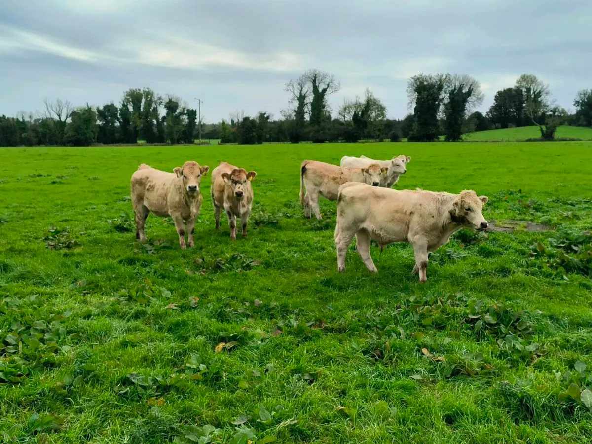 11 x Weanling Charolais Heifere - Image 2