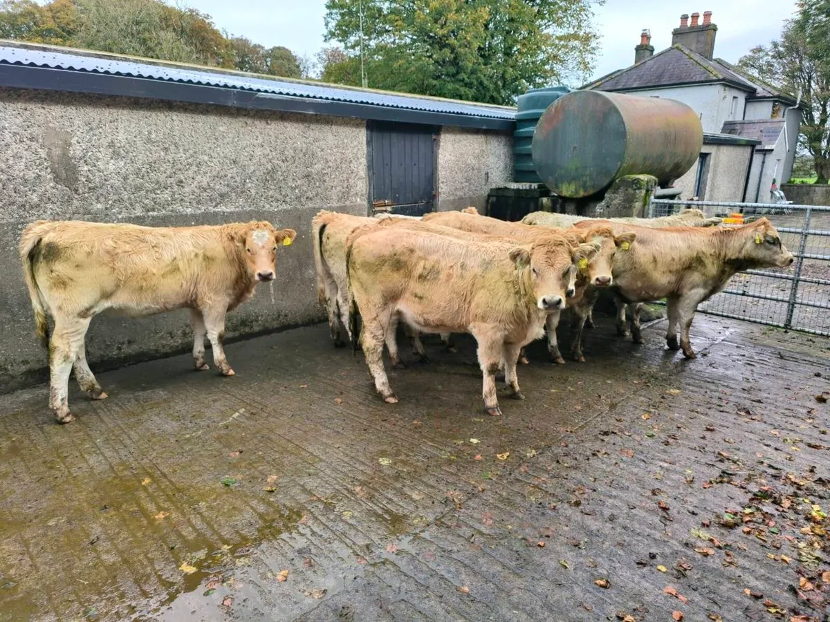 11 x Weanling Charolais Heifere - Image 3