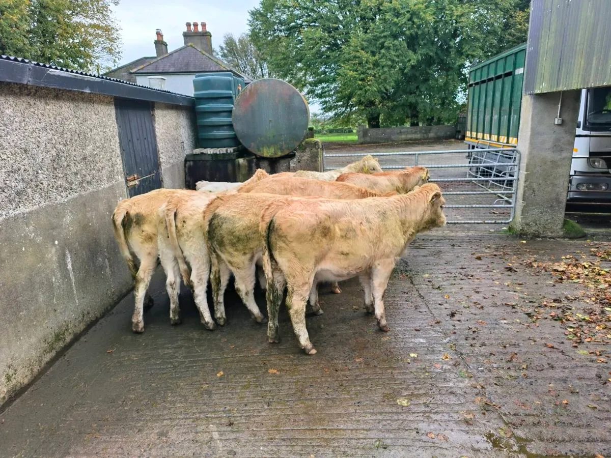 11 x Weanling Charolais Heifere - Image 4