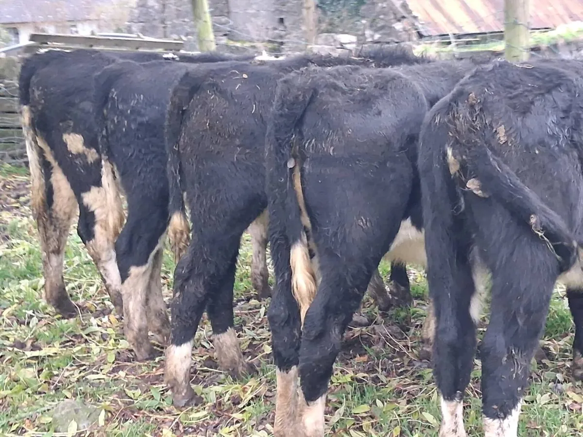 5 Hereford Weanling Heifers - Image 3