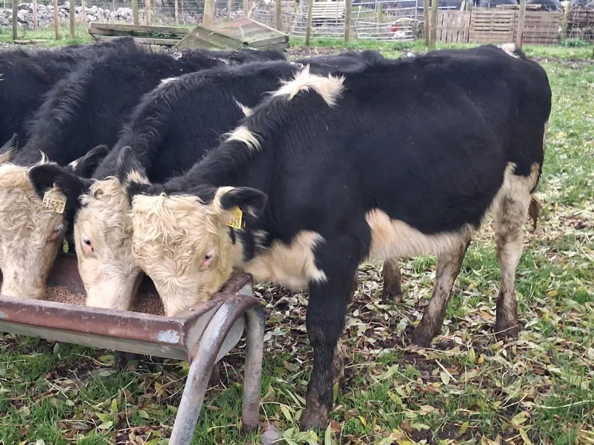 5 Hereford Weanling Heifers - Image 2