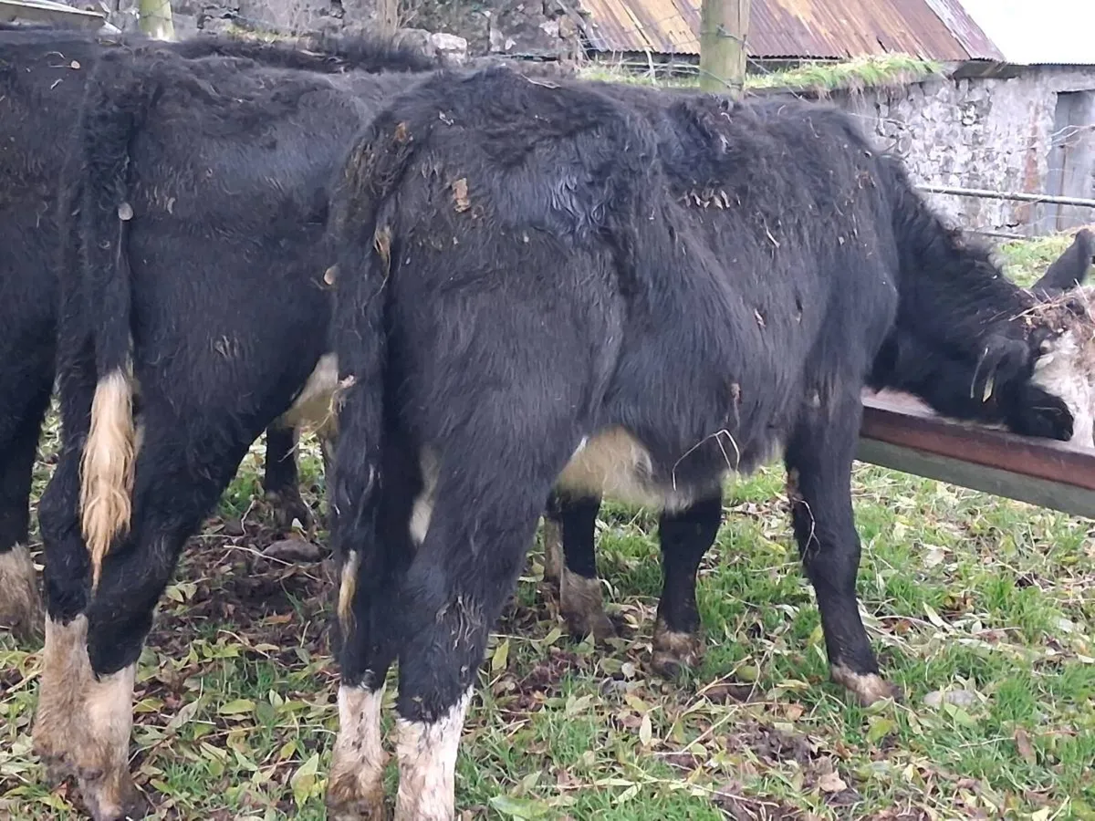 5 Hereford Weanling Heifers - Image 4