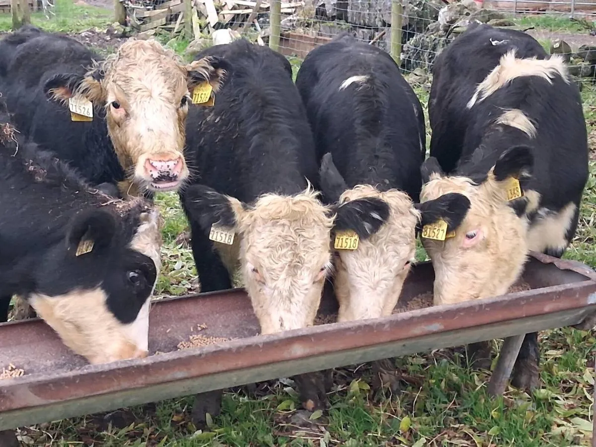 5 Hereford Weanling Heifers - Image 1