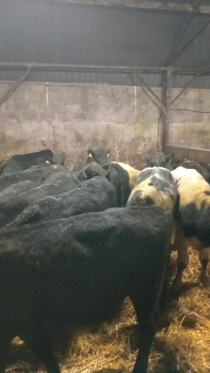 20 super limo,blue and angus weanlings