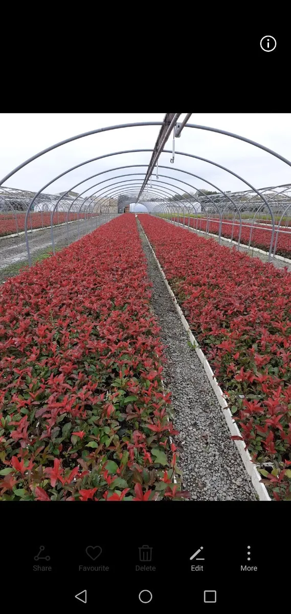 Red Robin Hedging - Image 2