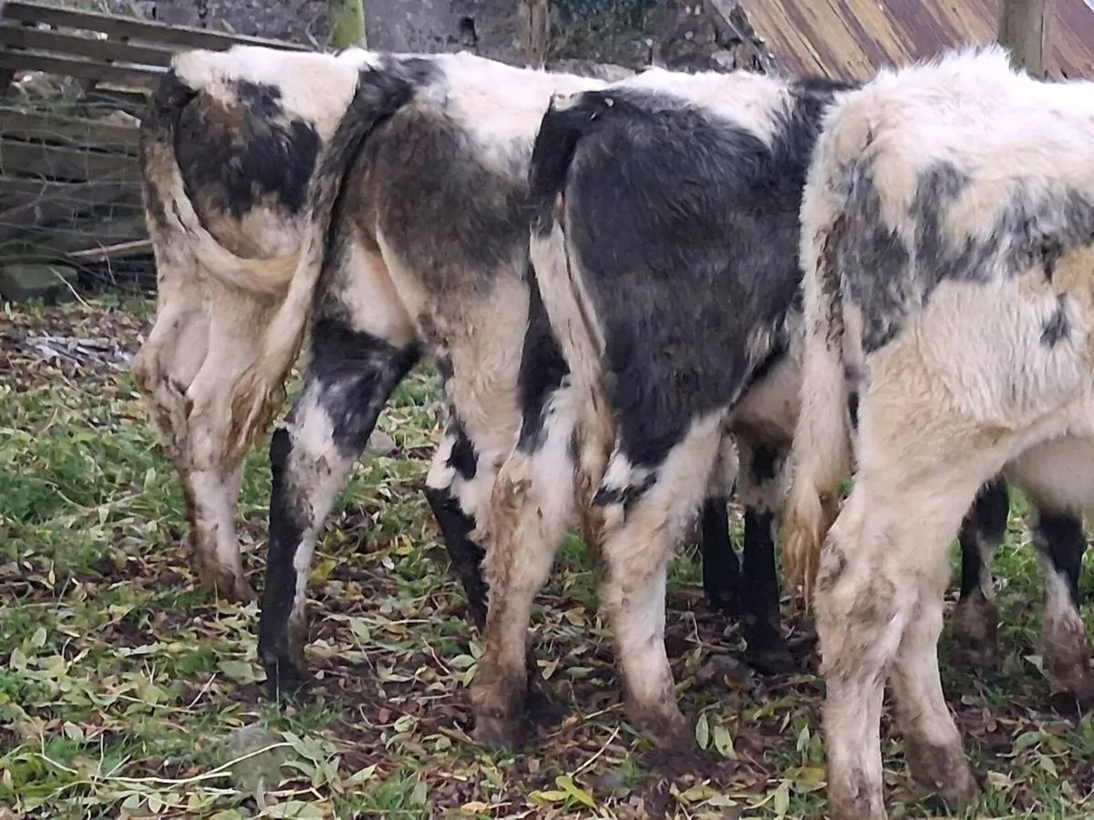 5 Belgian Blue Heifer Weanlings - Image 4