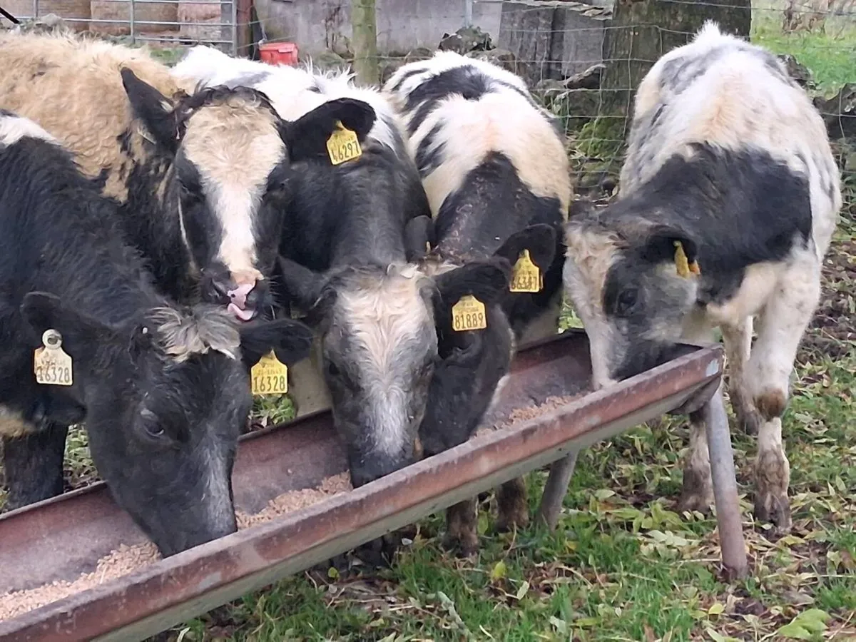 5 Belgian Blue Heifer Weanlings - Image 2