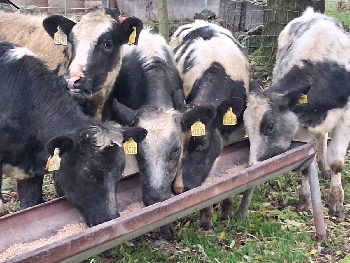 5 Belgian Blue Heifer Weanlings - Image 1