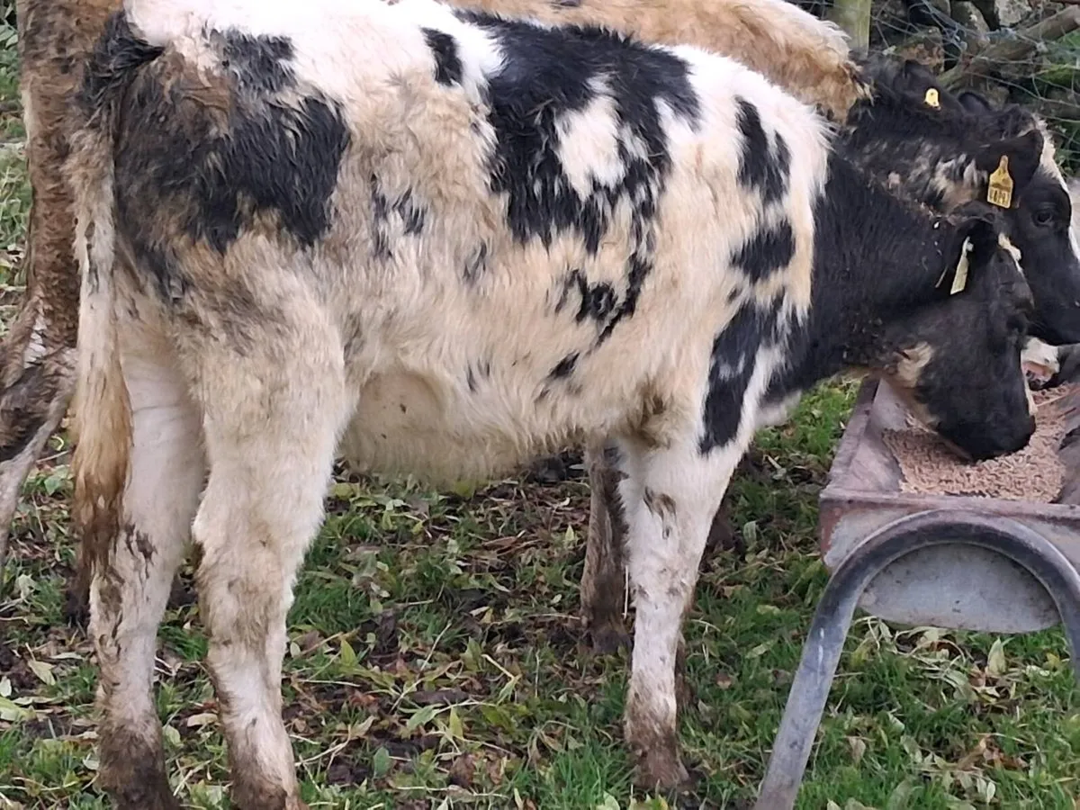 5 Belgian Blue Heifer Weanlings - Image 3