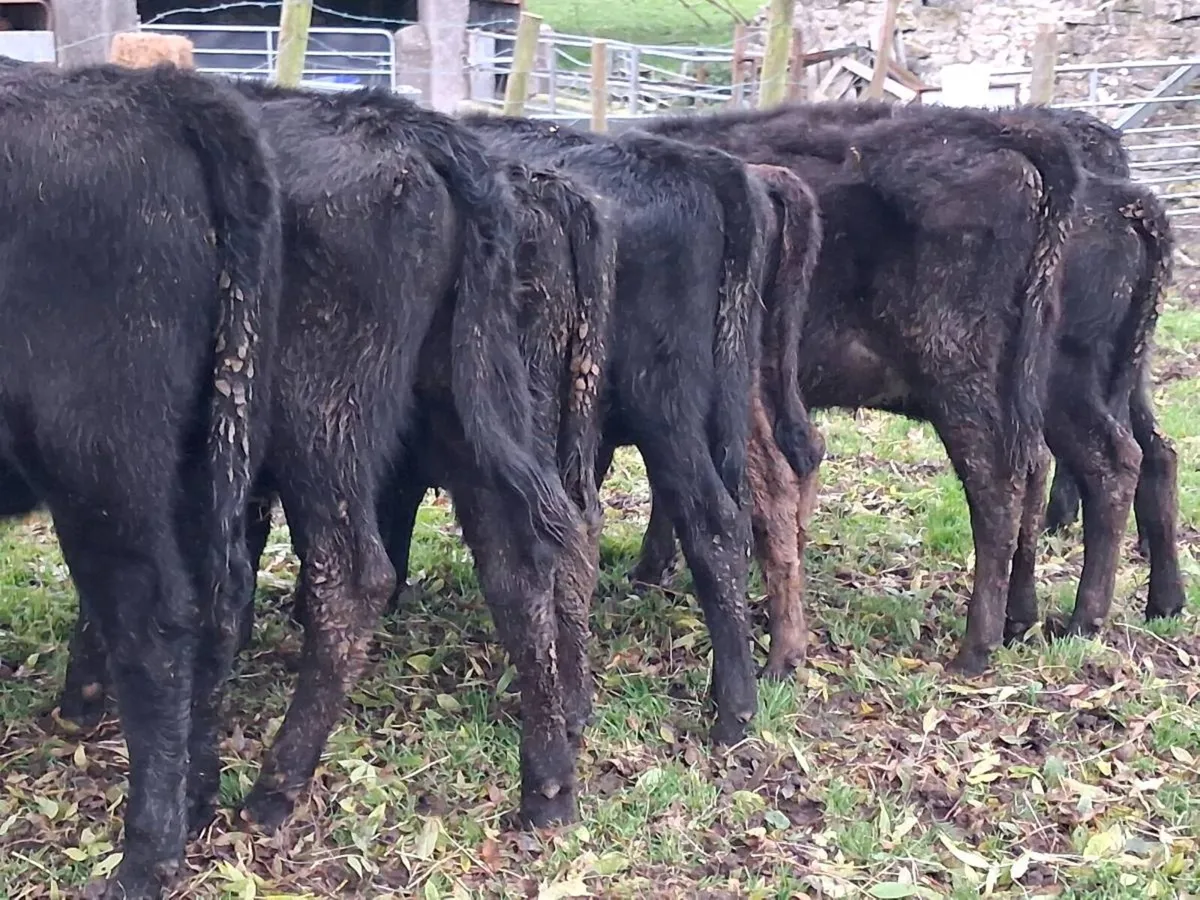 8  Angus Weanling Heifers - Image 2