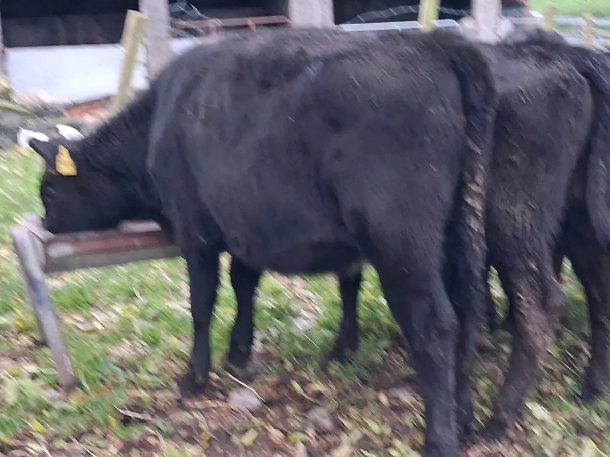 8  Angus Weanling Heifers - Image 3