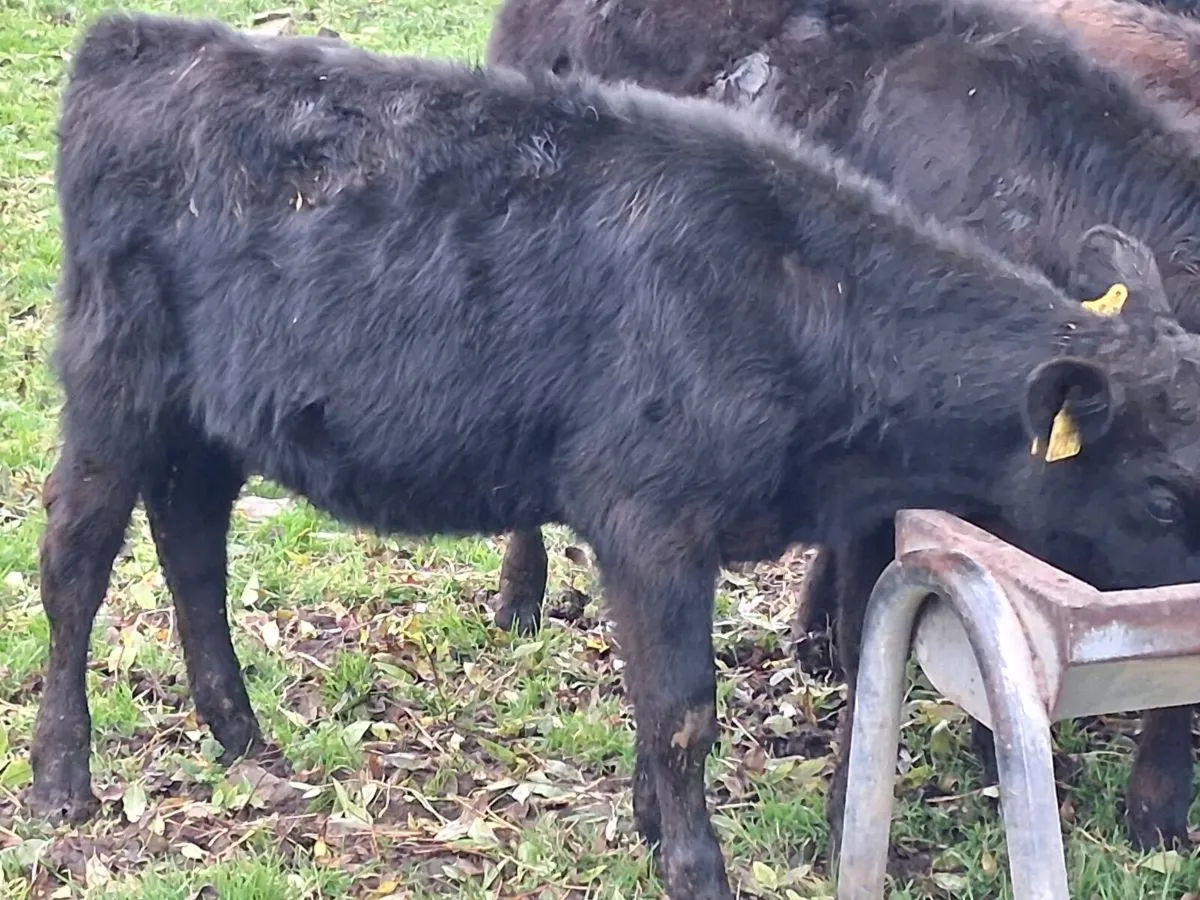 8  Angus Weanling Heifers - Image 4
