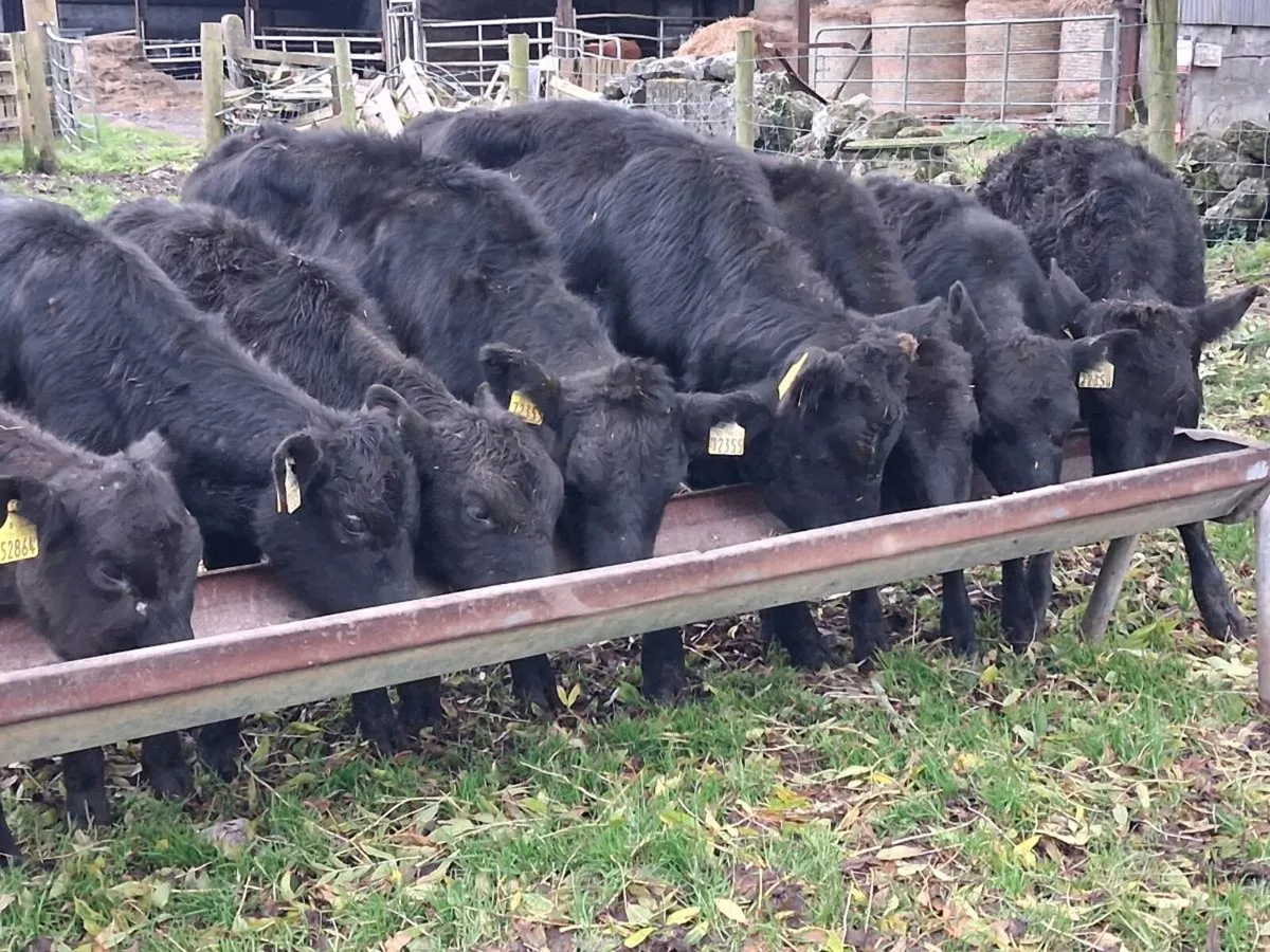 8  Angus Weanling Heifers - Image 1
