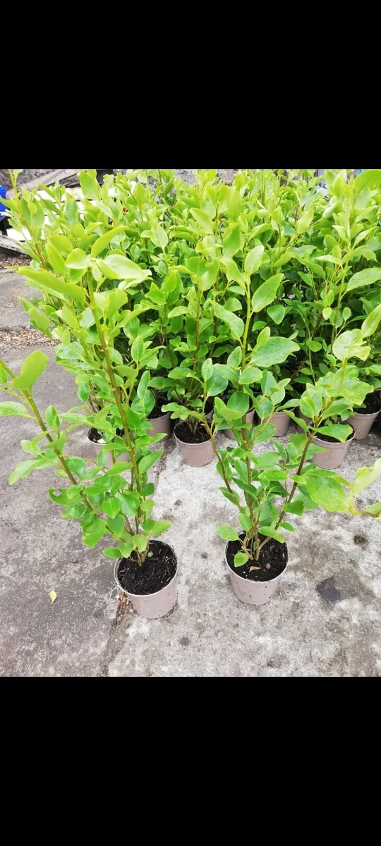Griselinia Hedging - Image 2