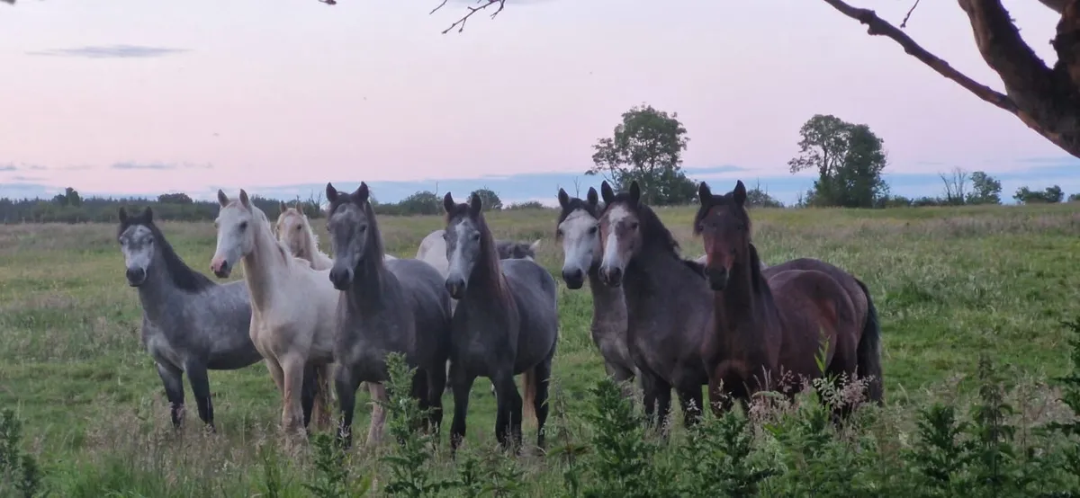 2 year old Connemara geldings