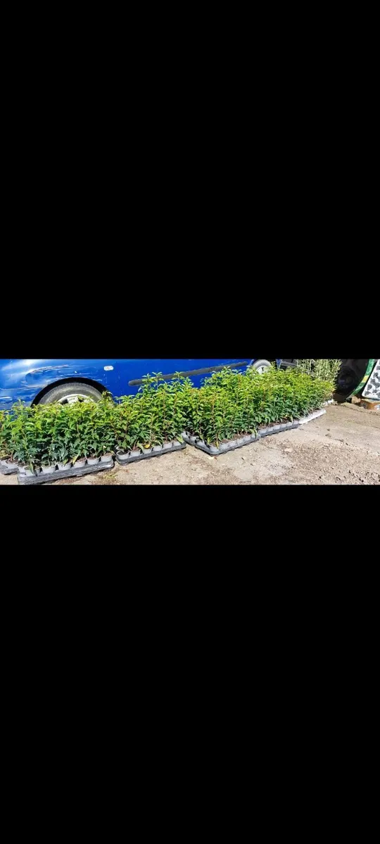 Portuguese Laurel - Image 2