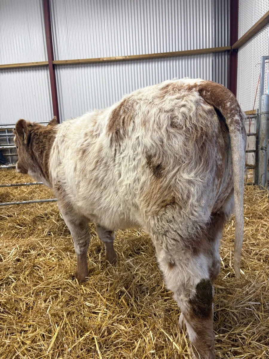 Super quality roan heifer suitable for breeding😍 - Image 3