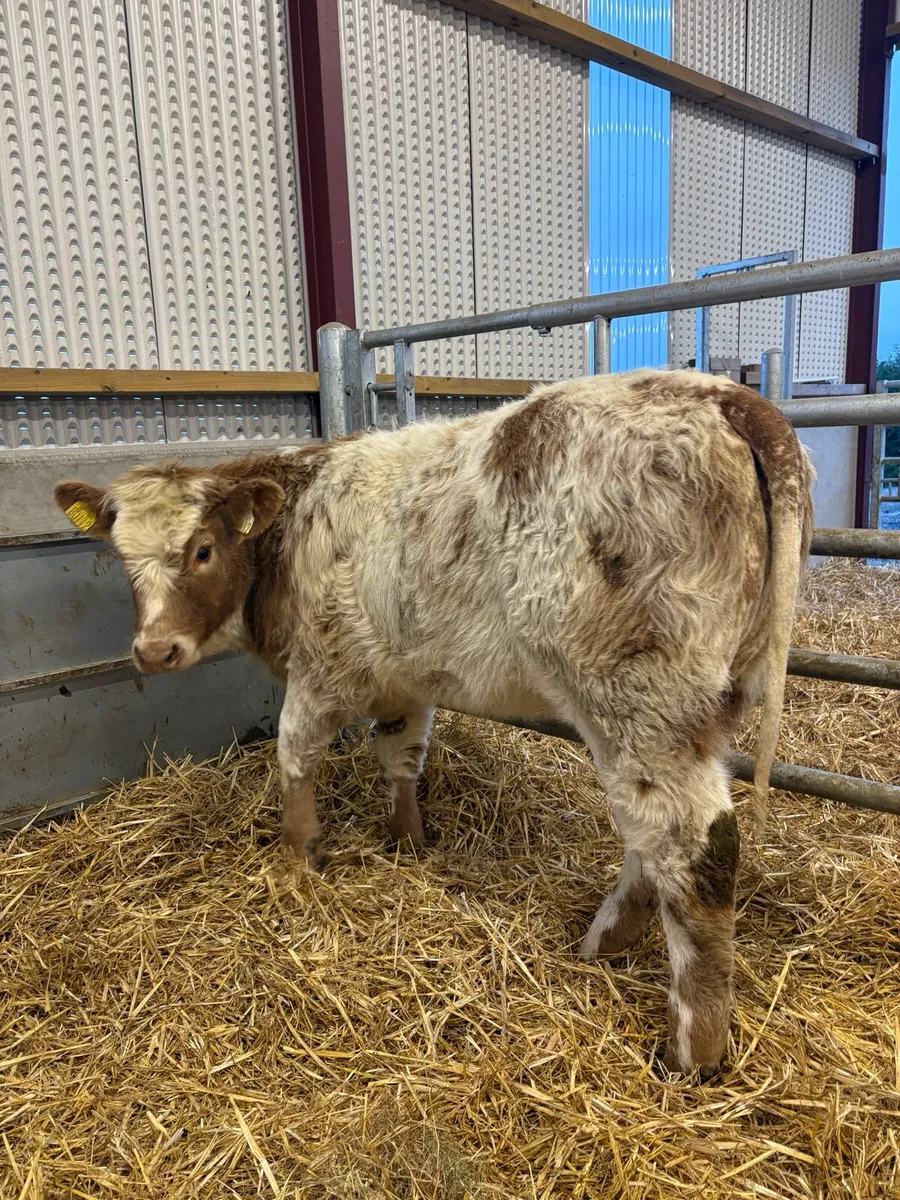 Super quality roan heifer suitable for breeding😍 - Image 4