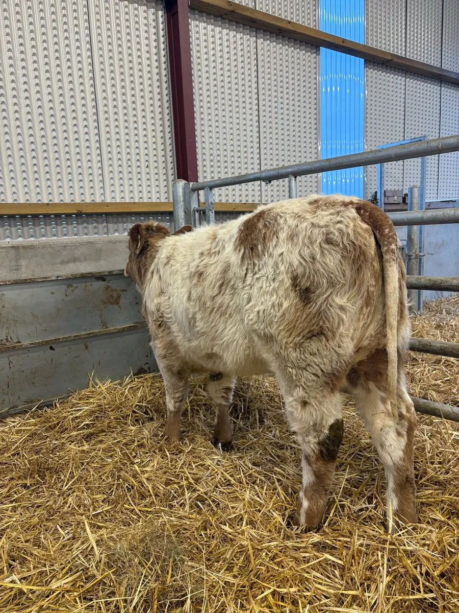 Super quality roan heifer suitable for breeding😍 - Image 2