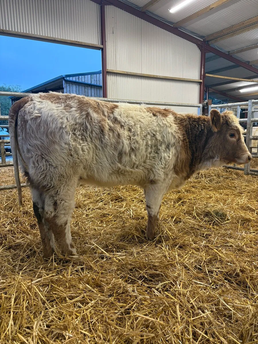 Super quality roan heifer suitable for breeding😍 - Image 1