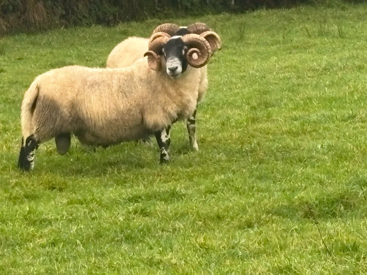 Lanark Ram - Image 1
