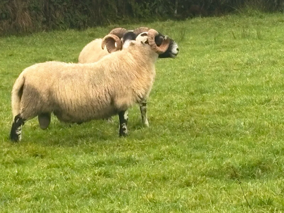 Lanark Ram - Image 2