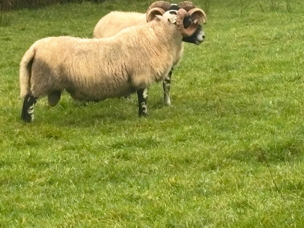 Lanark Ram - Image 3