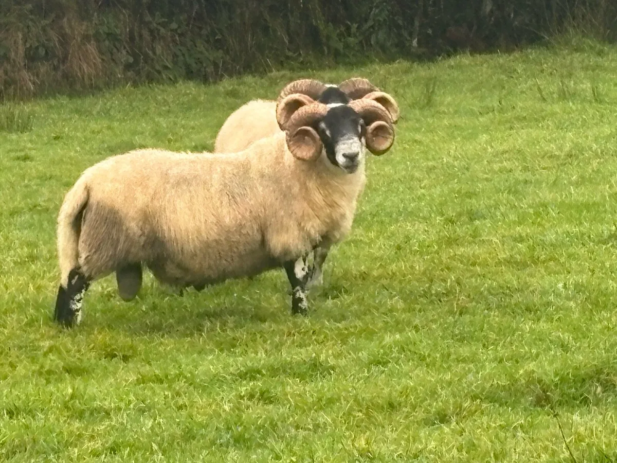 Lanark Ram - Image 4
