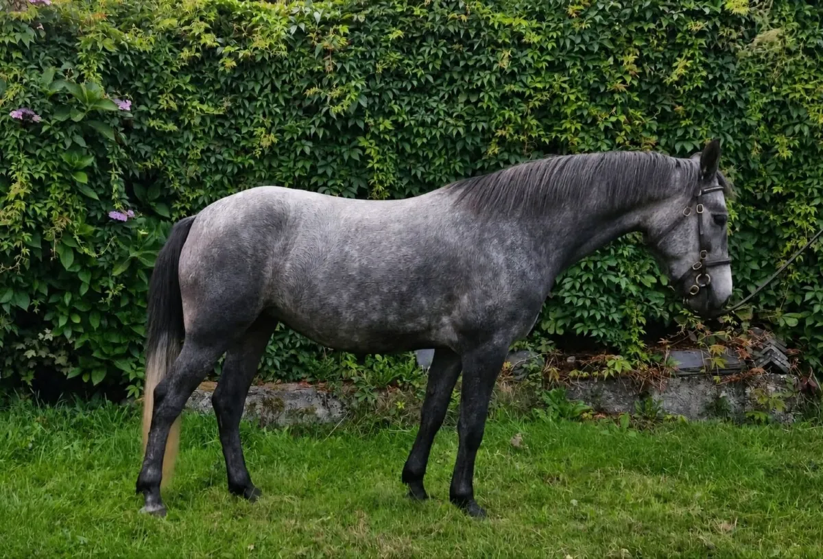 Proven Performance Pedigree 3 yr old filly CLASS 1 - Image 1