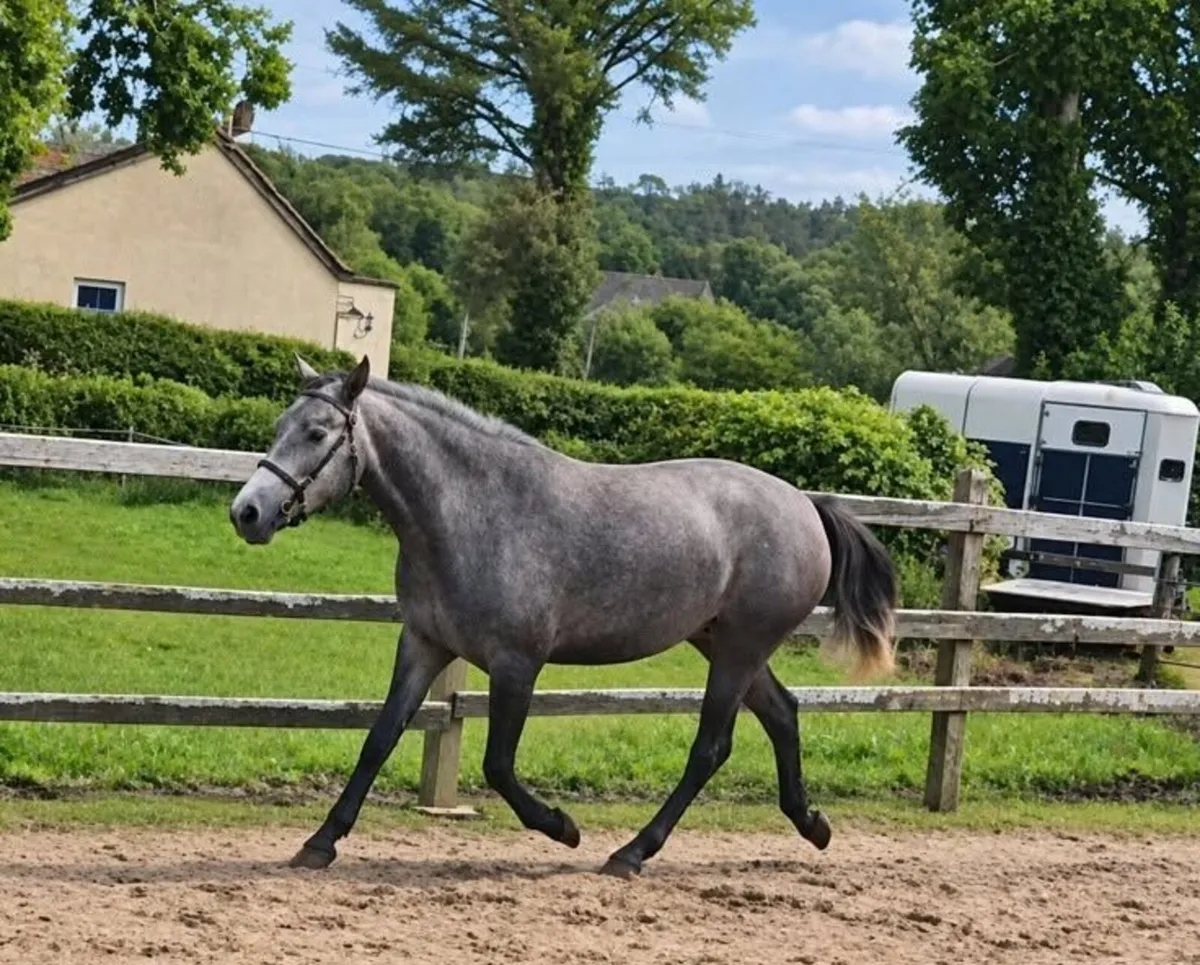Proven Performance Pedigree 3 yr old filly CLASS 1 - Image 2