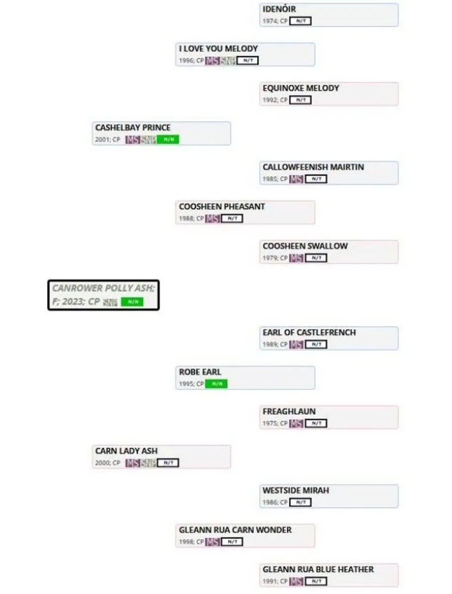 Proven Performance Pedigree 3 yr old filly CLASS 1 - Image 4