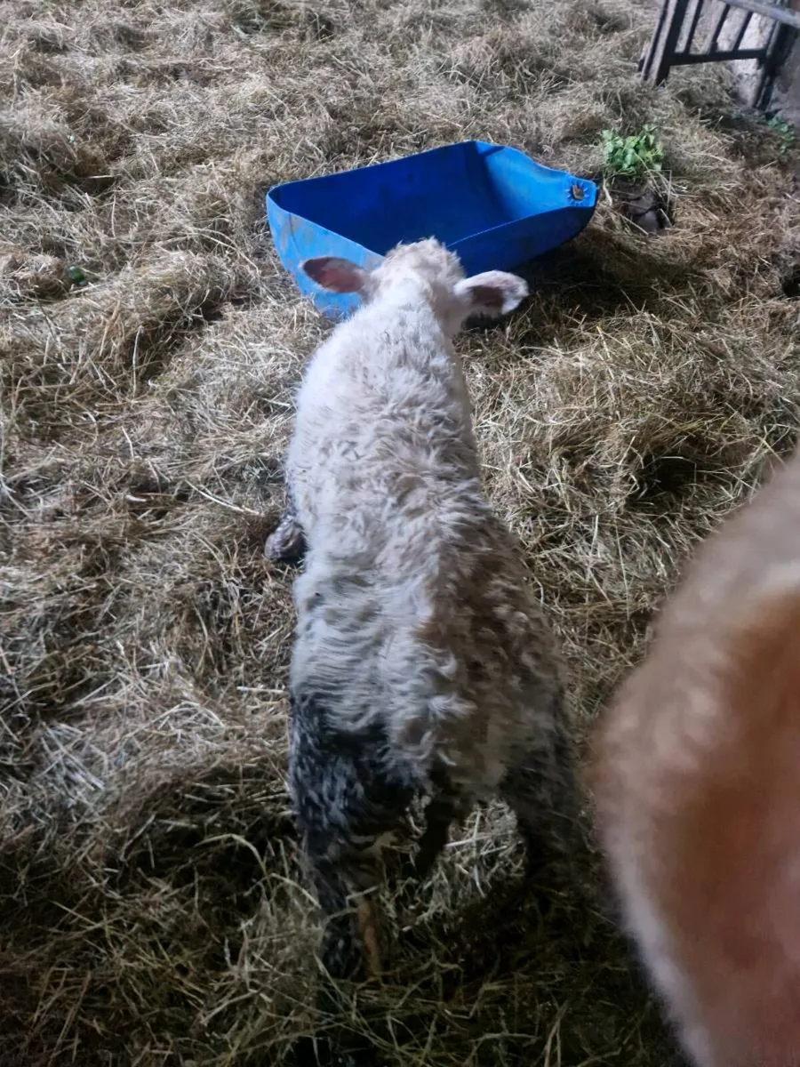 Newborn Ch. Calf - Image 2