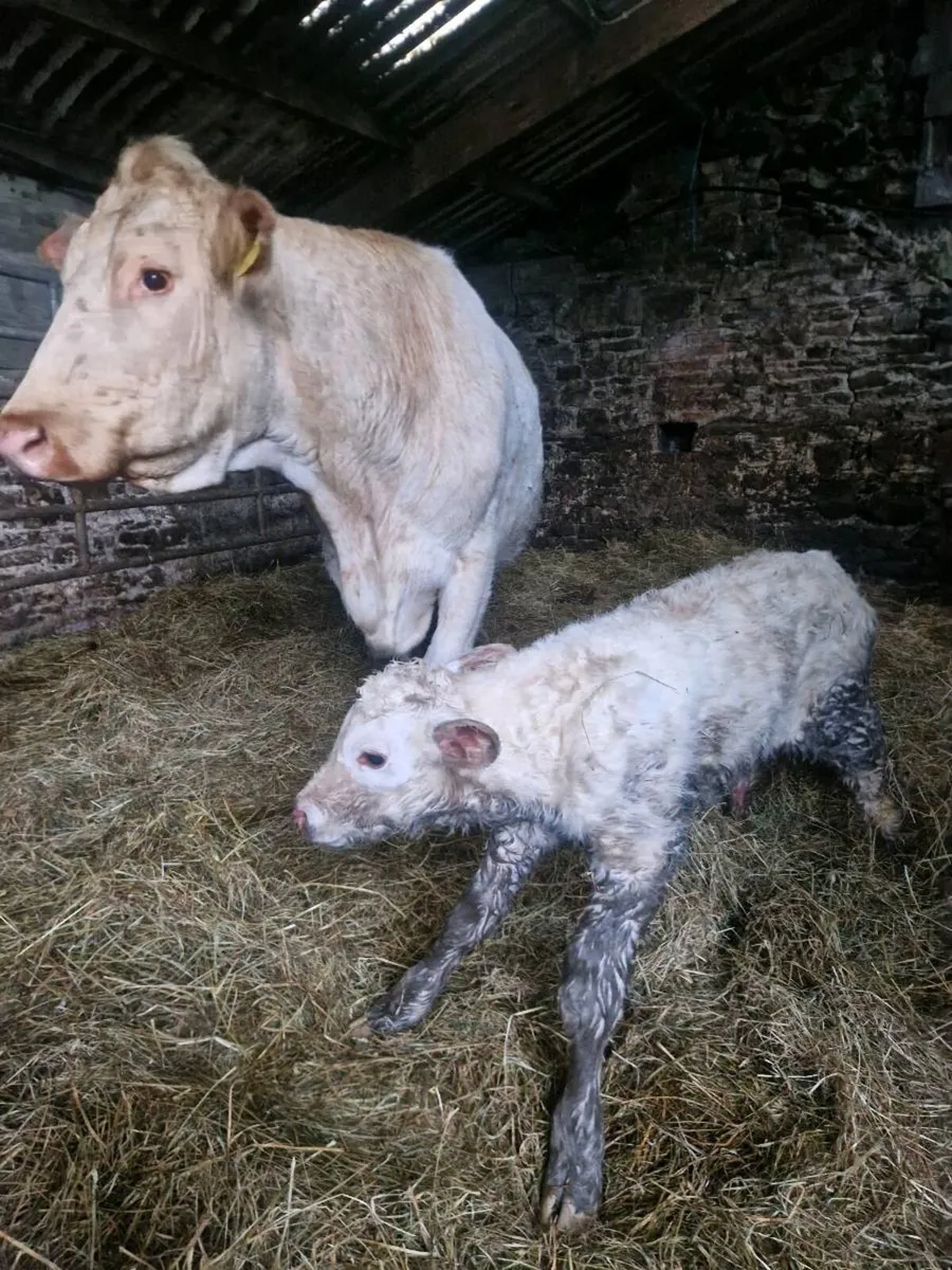 Newborn Ch. Calf - Image 3