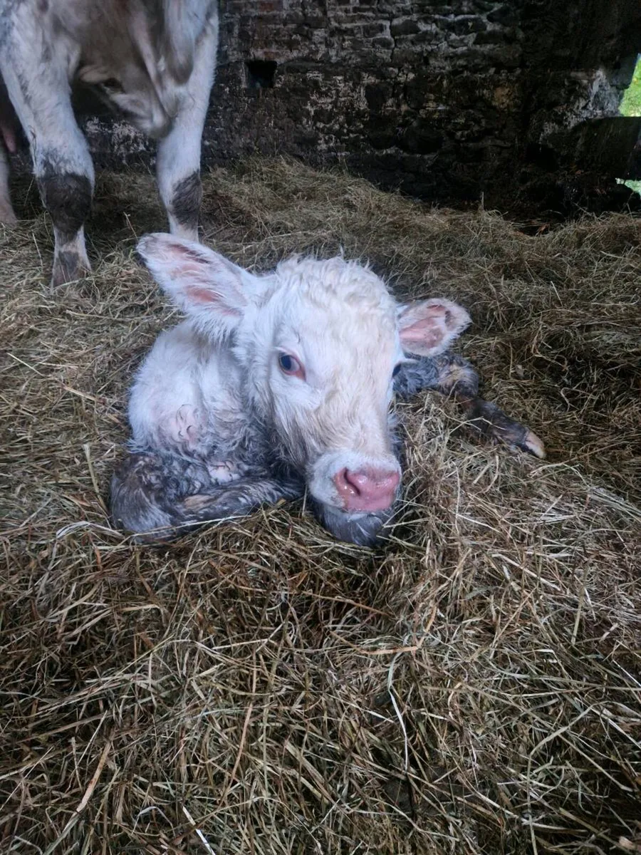 Newborn Ch. Calf - Image 4