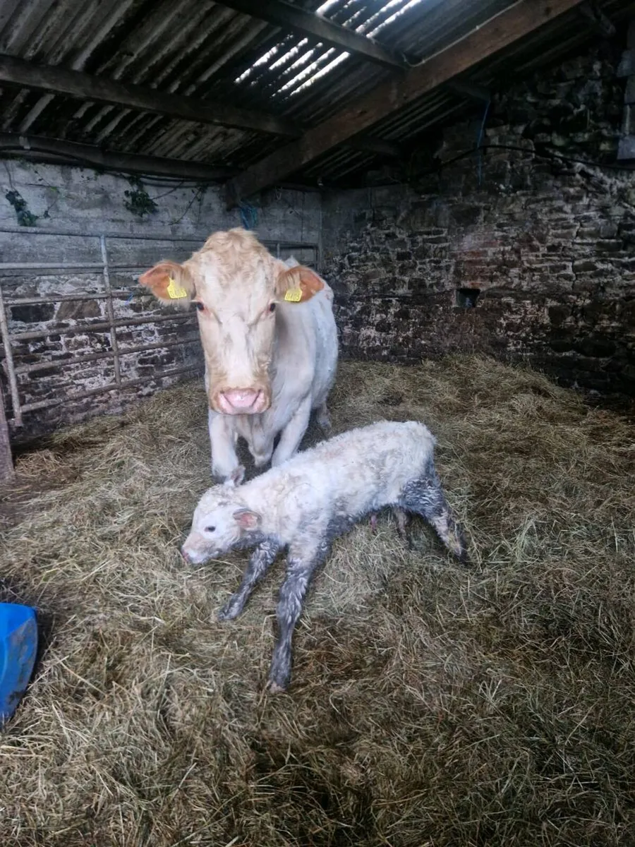Newborn Ch. Calf - Image 1