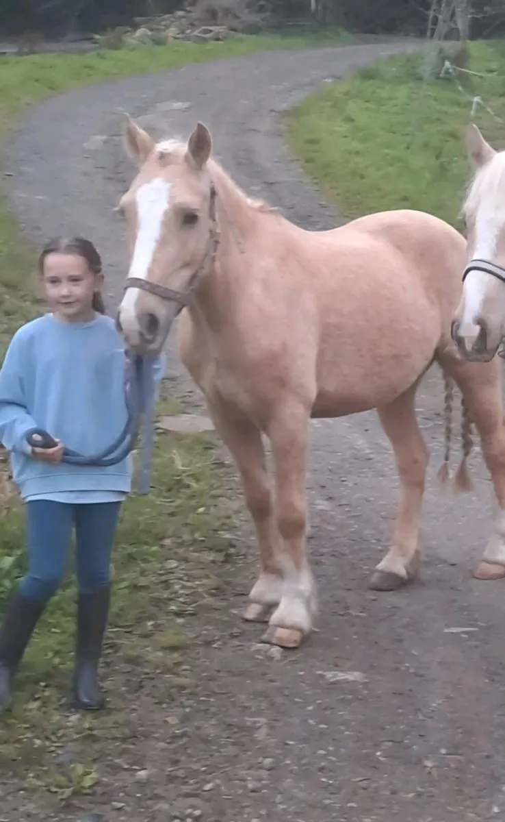 Palomino pony - Image 1