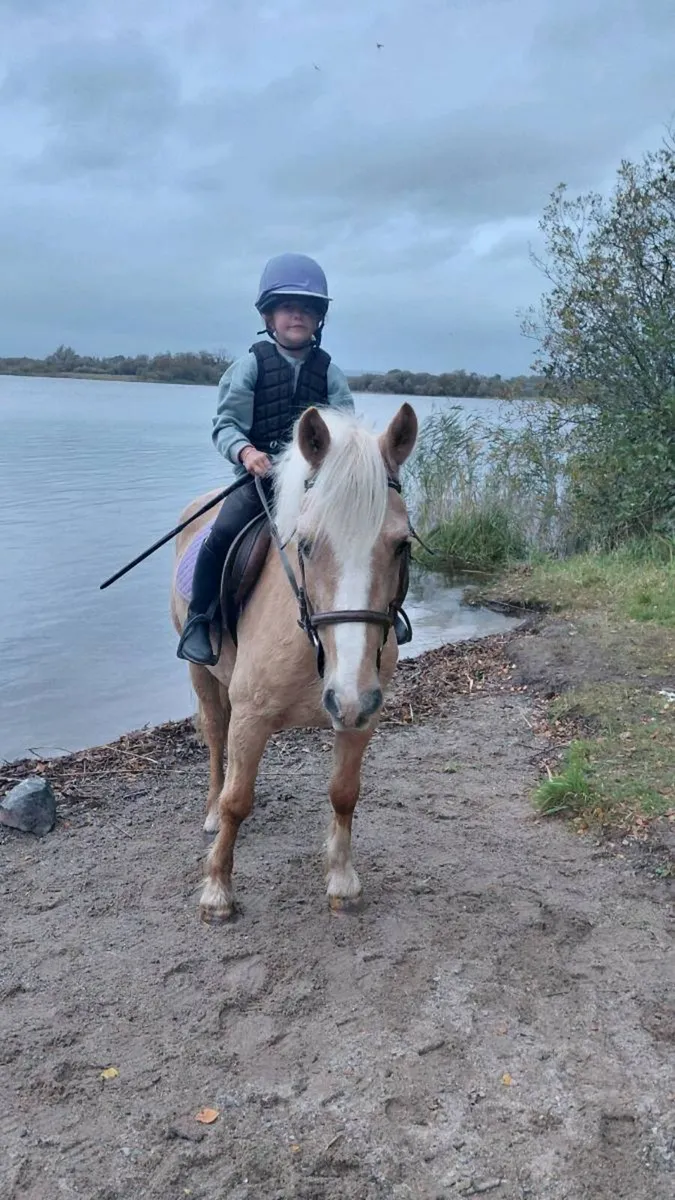 Palomino pony - Image 2