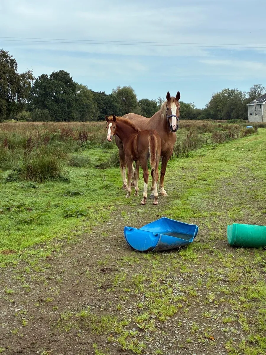 Colt coal by castlecomer - Image 3